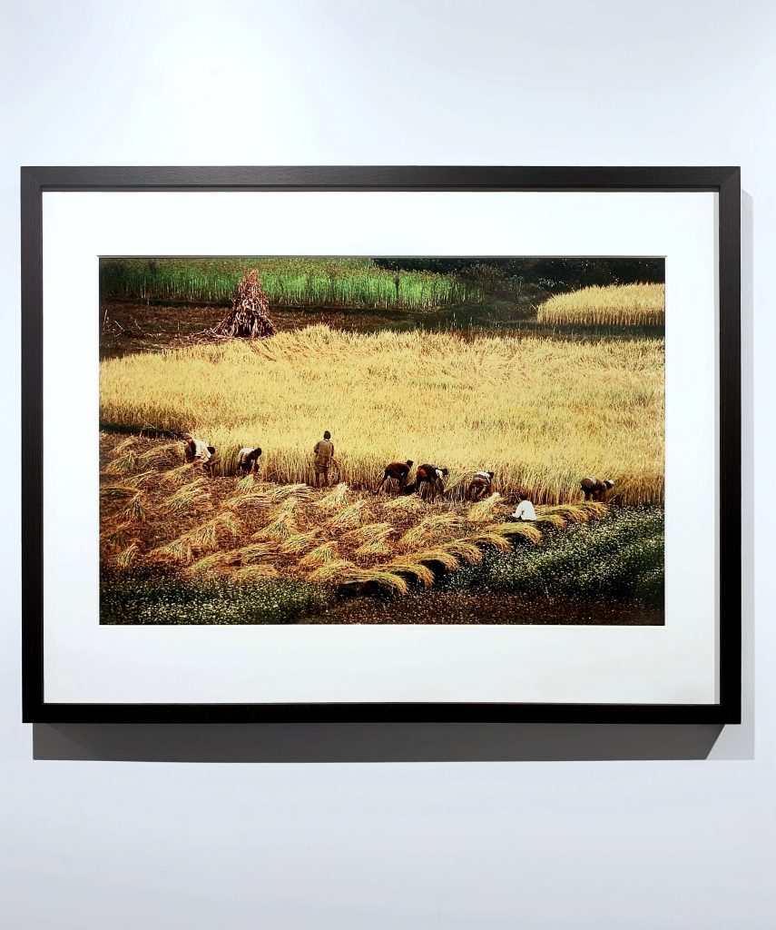 Kathman du Valley Harvest Nepal 1979